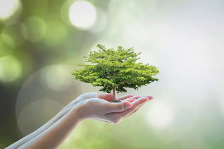 Hands holding a small tree symbolizing growth and health, reflecting themes of wellness and personalized care in hormone replacement therapy for women.