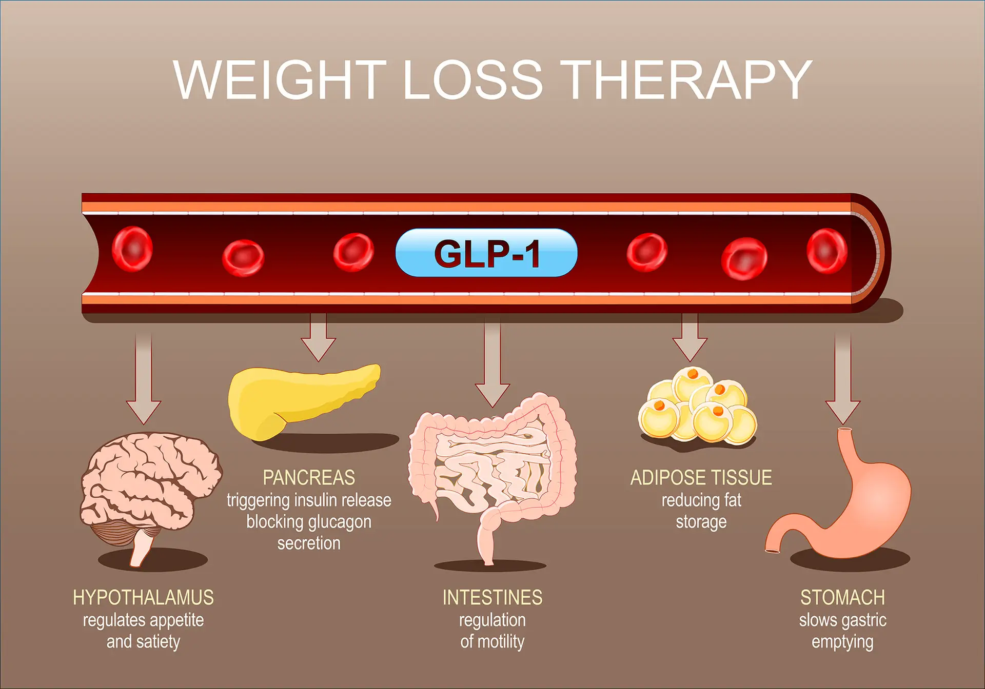 Read more about the article Tirzepatide for Weight Loss: How It Works and What to Expect